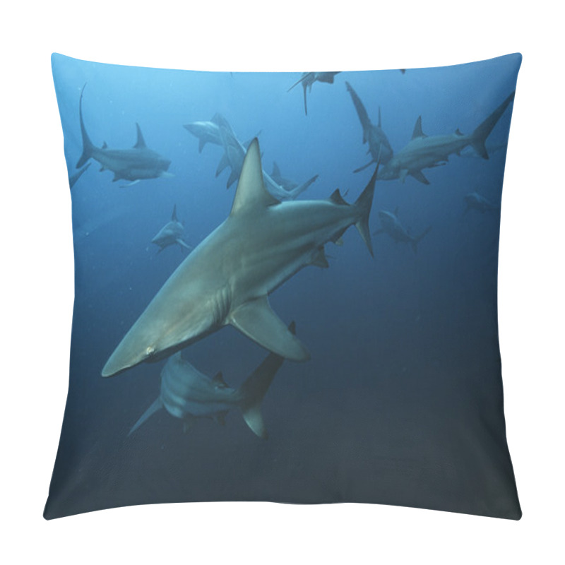 Personality  Blacktip Sharks Pillow Covers