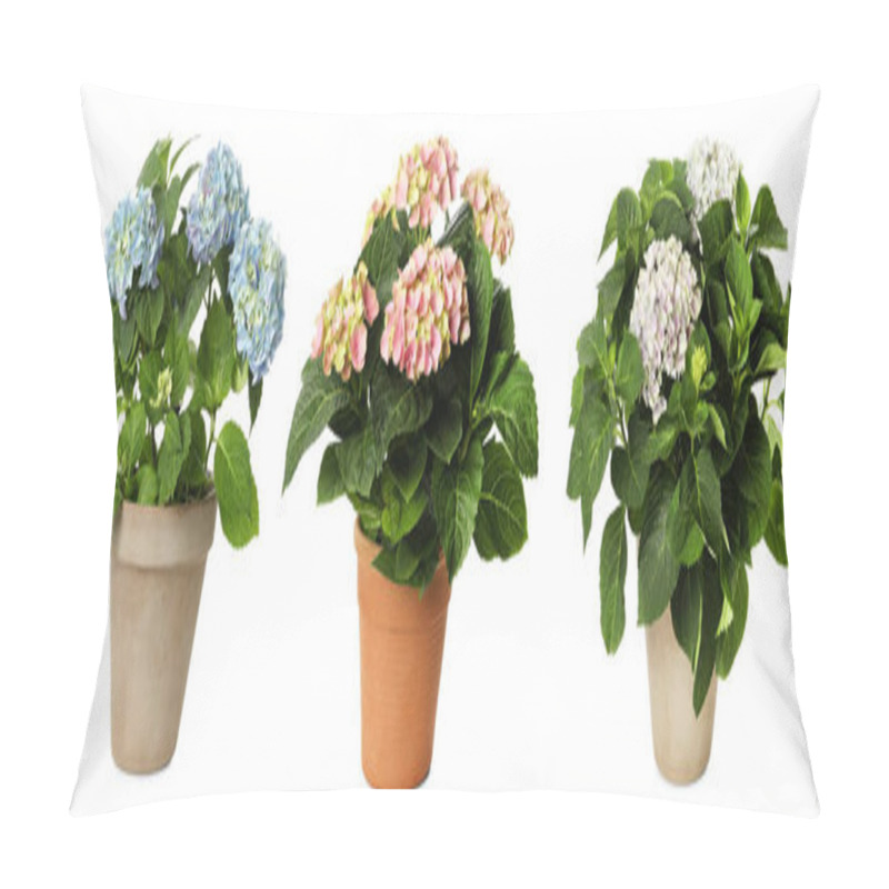 Personality  Set With Hortensia Plants With Beautiful Flowers On White Background. Banner Design Pillow Covers