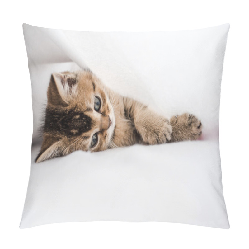 Personality  Pretty Kitten British Golden Chinchilla Ticked Lying On His Side Pillow Covers