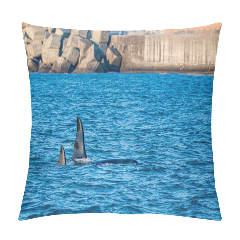 Personality  Orca Killer Whale In Mediterranean Sea Genoa, Italy Coming From Iceland Pillow Covers