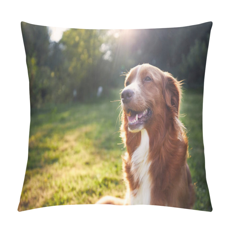 Personality  Portrait Of Happy Dog In The Countryside. Nova Scotia Duck Tolling Retriever On Meadow At Sunset Pillow Covers