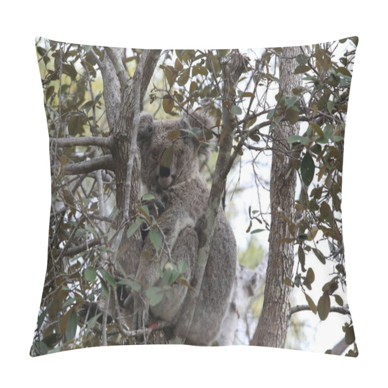 Personality  A Baby Koala And Mother Sitting In A Gum Tree On Magnetic Island, Australia Pillow Covers