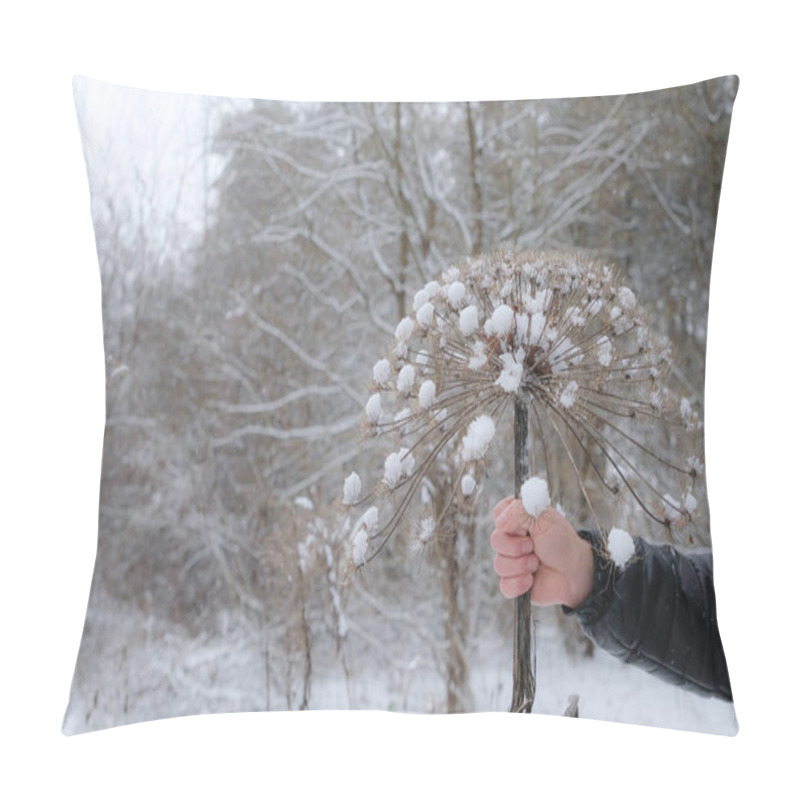 Personality  Flower Giving Joke. Man's Hand Holding The Stem Of A Large, Dried Hogweed Plant. The Plant's Umbrella-like Seed Head Is Covered With Snow. Snowy Forest Background. Pillow Covers