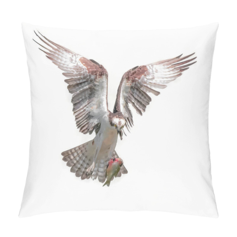 Personality  Male Osprey - Pandion Haliaetus - Flying With Half Eaten Fish, Wings Open, Cutout On Isolated White Pillow Covers