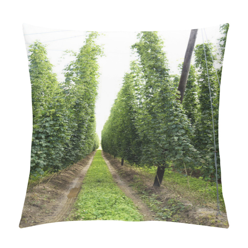 Personality  Field Of Hops Pillow Covers