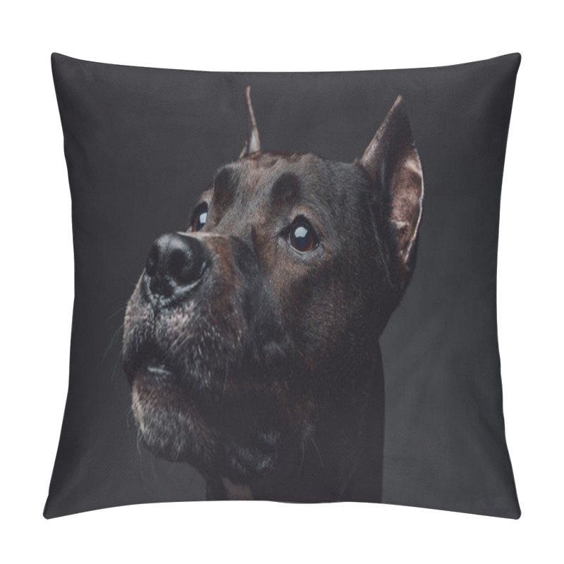 Personality  Portrait Of Bullterrier Canine Against Dark Background Pillow Covers