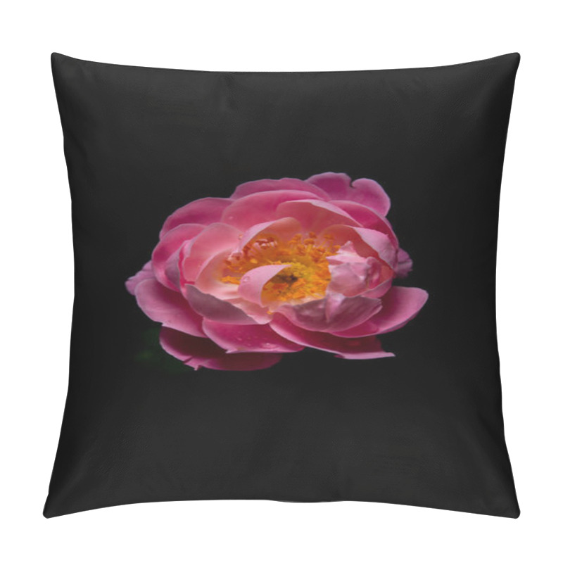 Personality  Pink Roses Blooming On A Dark Background Pillow Covers