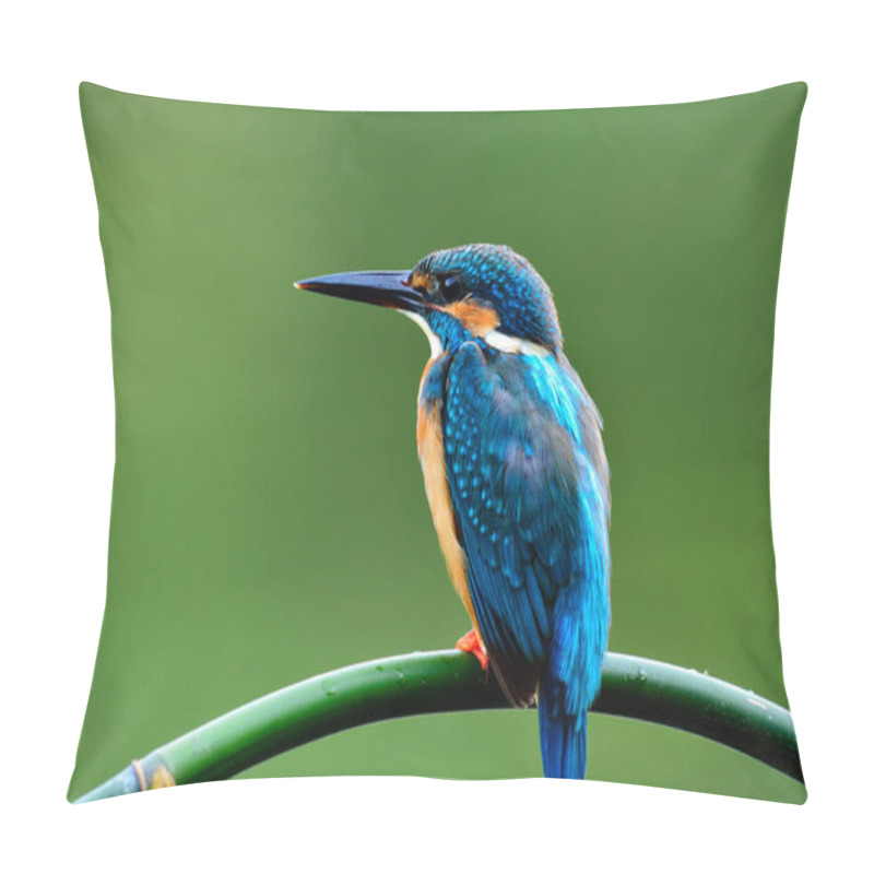 Personality  Beautiful Blue Bird, Common Kingfisher (Alcedo Atthis) Showing Its Back Feathers Posting On The Branch Waiting To Catch A Fish In Stream Pillow Covers