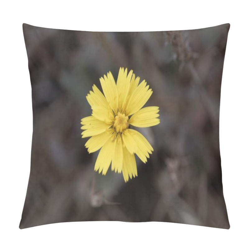 Personality  Macro Photo Of A Mouse-ear Hawkweed Flower, Pilosella Officinarum. Pillow Covers