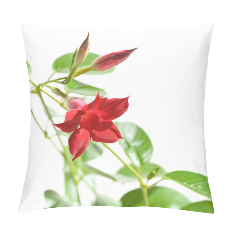 Personality  Flowering Mandevilla (Dipladenia), Isolated Pillow Covers