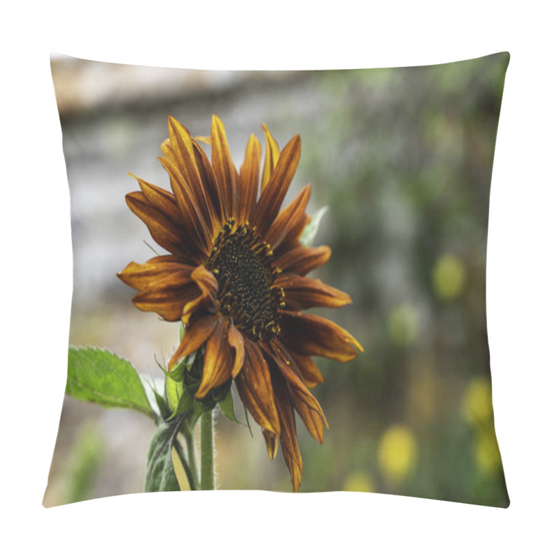 Personality  Rustic Copper-Toned Sunflower In Full Bloom With A Soft-Focus Garden Backdrop Pillow Covers