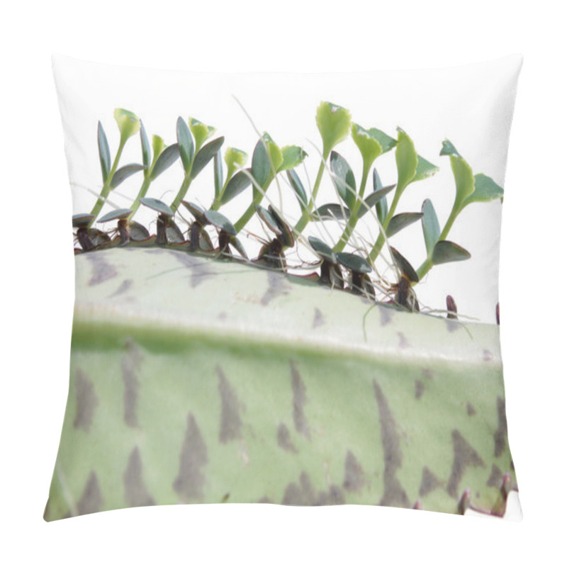 Personality  Young Plants Of Kalanchoe On Leaf Pillow Covers