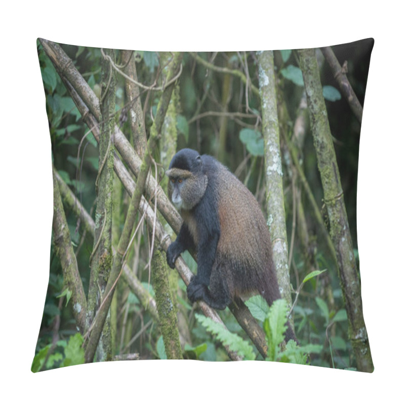 Personality  Golden Monkey In Volcanoes National Park Pillow Covers