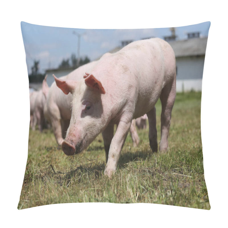 Personality  Group Of Small Pigs Eating Fresh Green Grass On The Meadow  Pillow Covers