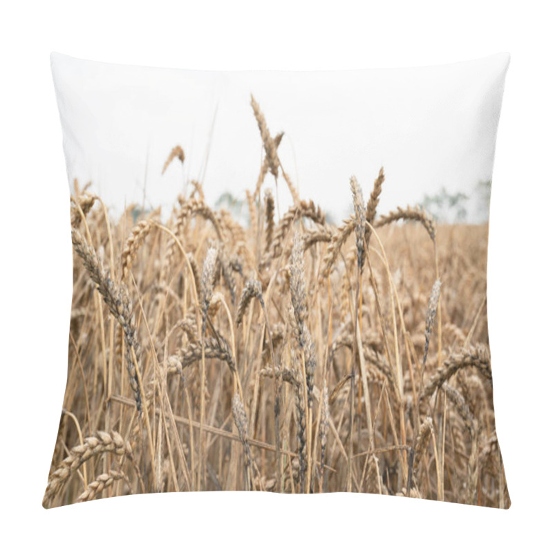 Personality  Moldy Grain Ears Caused By Heavy Rainfalls, Field With Cultivated Wheat, Harvest In Summer, Food Agriculture, Farmland Countryside Pillow Covers