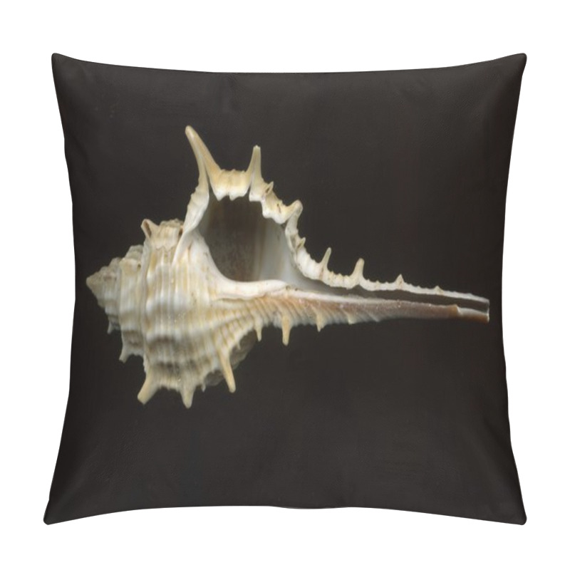 Personality  Seashell Pillow Covers