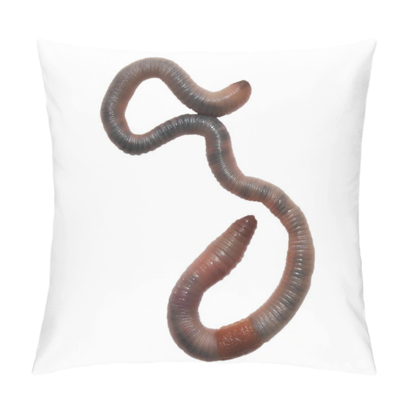 Personality  Earthworm, Earth Worm Isolated On White Background ( Common Asian Earthworm, Amynthas ) Pillow Covers