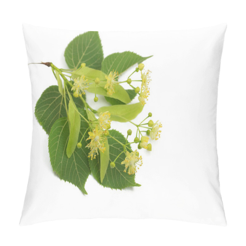 Personality  Linden Flowers And Leaves Isolated Against White Background Pillow Covers