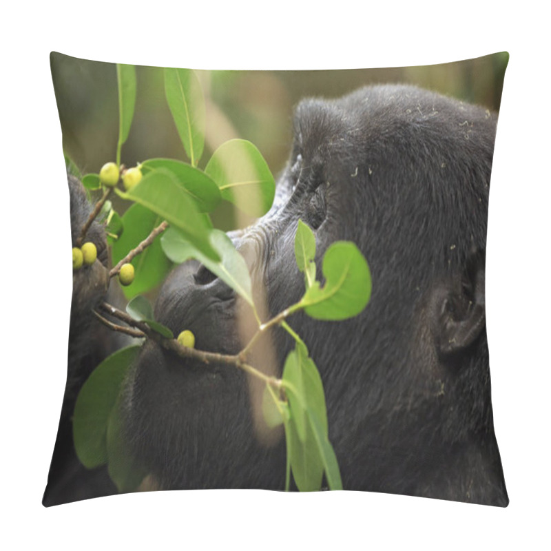 Personality  Close-up Of A Mountain Gorilla (Gorilla Beringei Beringei) Feeding On Berries. Bwindi Impenetrable National Park, Uganda Pillow Covers