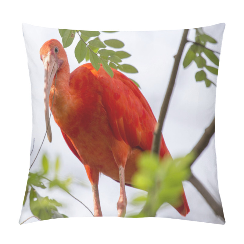 Personality  Scarlet Ibis Pillow Covers