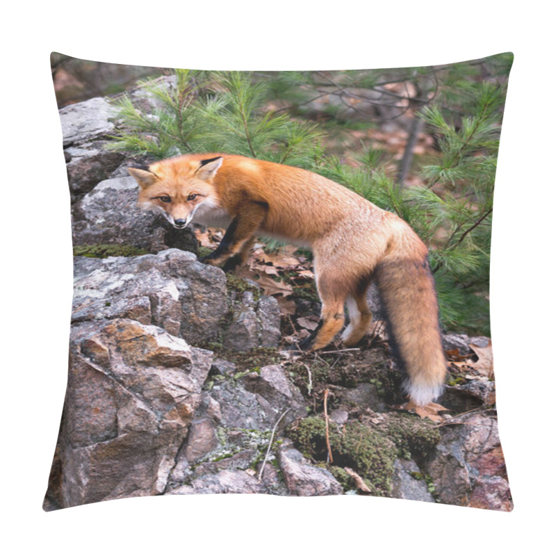 Personality  Red Fox Close-up Profile View Standing On A Big Moss Rock With A Pine Tree Background In Its Environment And Habitat Displaying Fox Tail, Bushy Tail, Fox Fur. Pillow Covers