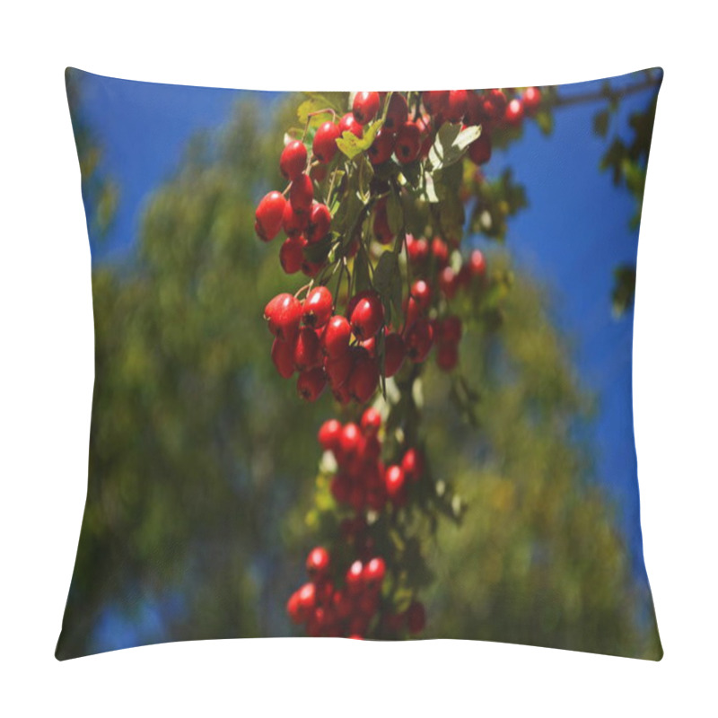 Personality  Red Fruit Of The Hawthorn Close-up. Crataegus, Commonly Called Hawthorn, Quickthorn, Thornapple, May-tree, Whitethorn, Hawberry. Pillow Covers