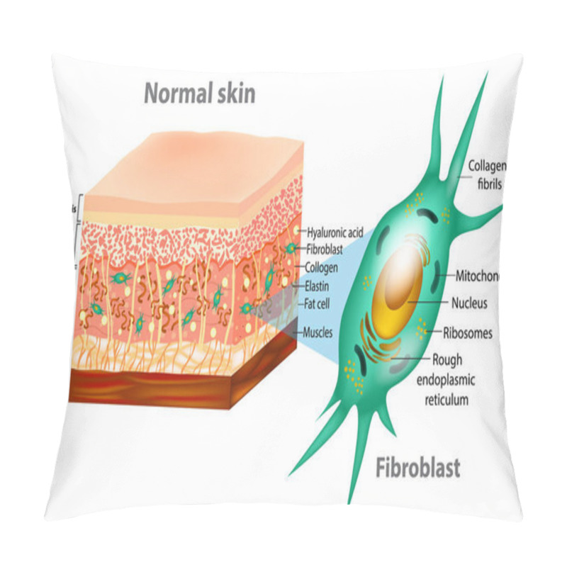 Personality  Fibroblast And Human Skin Structure (Muscles, Fat Cell, Hyaluronic Acid, Elastin, Collagen, Fibroblast).  Pillow Covers