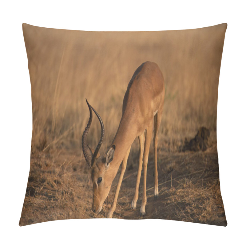 Personality  Impala ( Aepyceros Melampus ) Pilanesberg Nature Reserve, , South Africa Pillow Covers