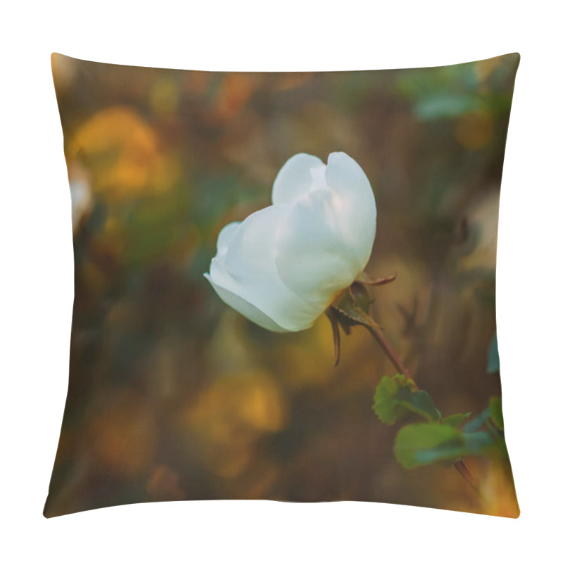 Personality  White Wild Roses In Warm Evening Sunlight. Beautiful Fragrant Flowers In Springtime. Floral Background. Pillow Covers