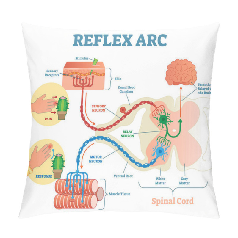 Personality  Spinal Reflex Arc Anatomical Scheme, Vector Illustration, With Spinal Cord, Stimulus Pathway To The Sensory Neuron, Relay Neuron, Motor Neuron And Muscle Tissue.  Pillow Covers