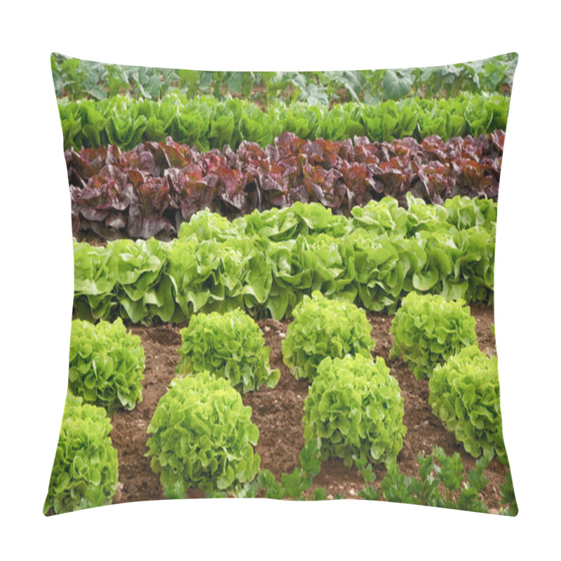 Personality  Rows Of Lettuce On A Field Pillow Covers