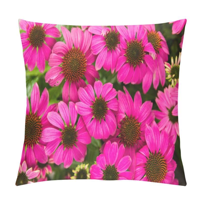 Personality  Purple Echinacea Flowers Pillow Covers