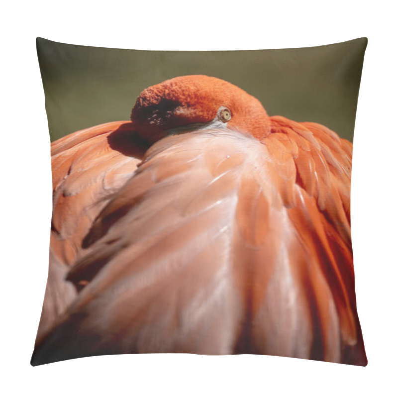 Personality  Flamingo Tucks Head Into Warm Feathers On Cool Morning In Warm Light Pillow Covers