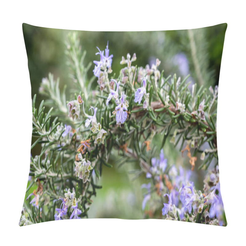 Personality  Botanical Collection, Blue Blossom Of Aromatic Kitchen Herb Rosemary Pillow Covers