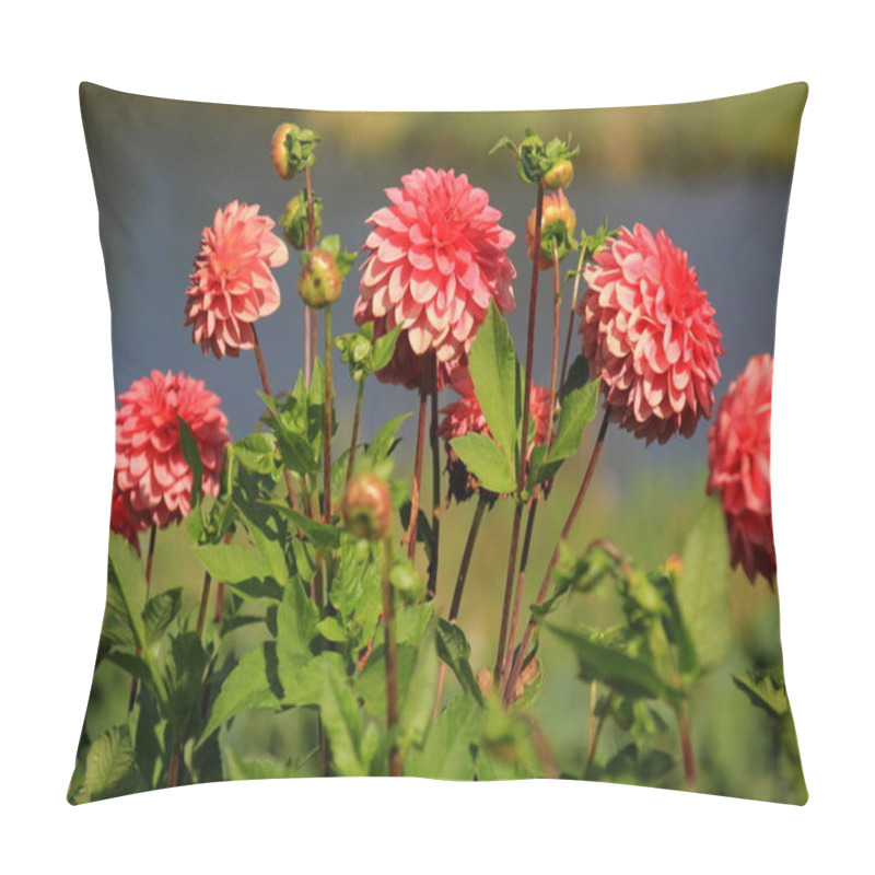 Personality  Red Asters Blooming In The Garden On A Sunny Summer Day Pillow Covers