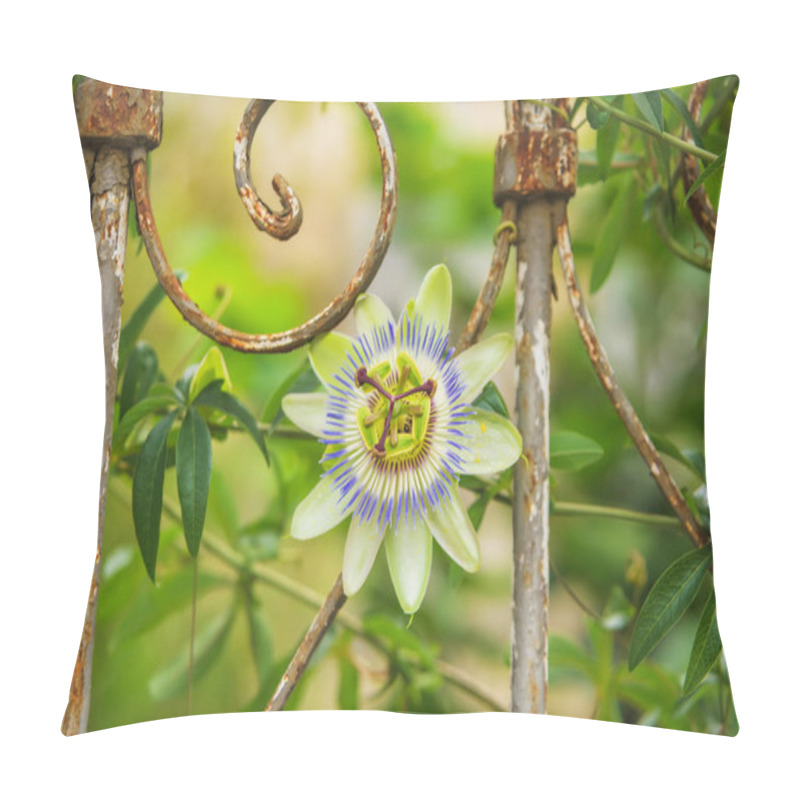 Personality  Fluffy Passion Fruit Flower. Green Plants On A Rusty Metal Fence. The Structure Of The Fruit Flower. The Texture Of The Rusty Surface. Metal Corrosion. Pillow Covers