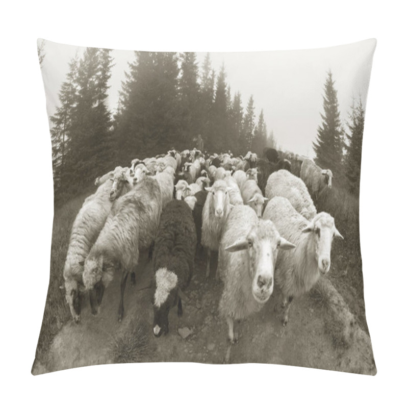 Personality  Black And White Photo Of Sheep Pillow Covers