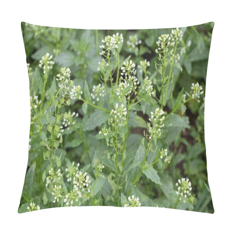 Personality  Flowers And Fruits Of A Field Pennycress, Thlaspi Arvense  Pillow Covers