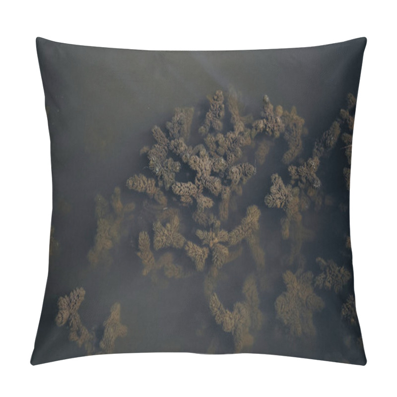 Personality  Underwater Coral Structures Are Visible, Showcasing Intricate Details And Textures. The Water Is Clear, Allowing Sunlight To Illuminate The Vibrant Marine Life Present In This Coastal Ecosystem. Pillow Covers