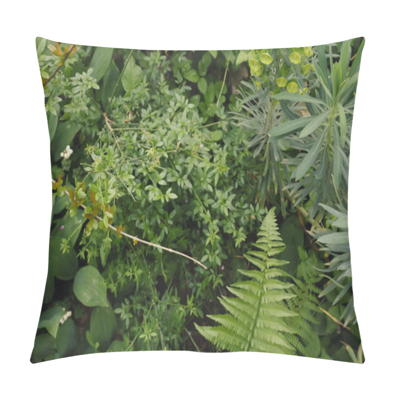 Personality  Green Plants Euphorbia Lathyris, Cercis Siliquastrum And Other Plants In Nature. Beautiful Green Background. Pillow Covers