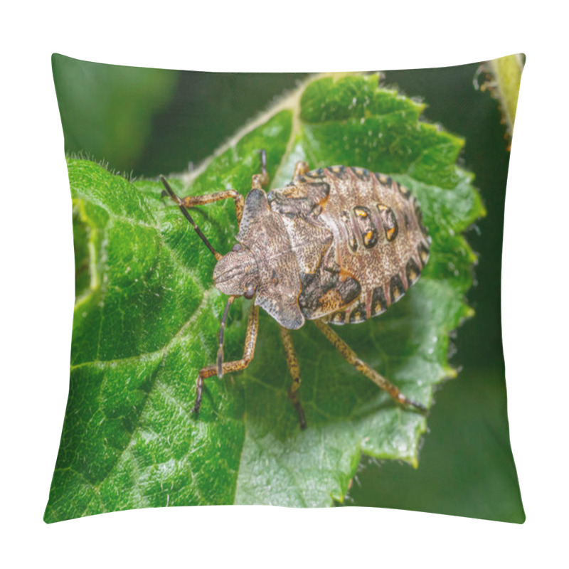 Personality  Macro Shot Showing The Nymph Of A Red-legged Shieldbug On A Green Leaf Pillow Covers