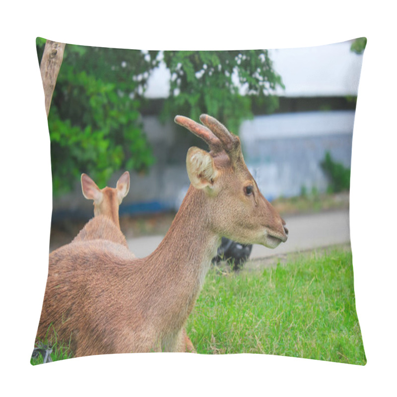 Personality  Close Up Young Deer Looking At Camera Sitting On Green Grass Pillow Covers