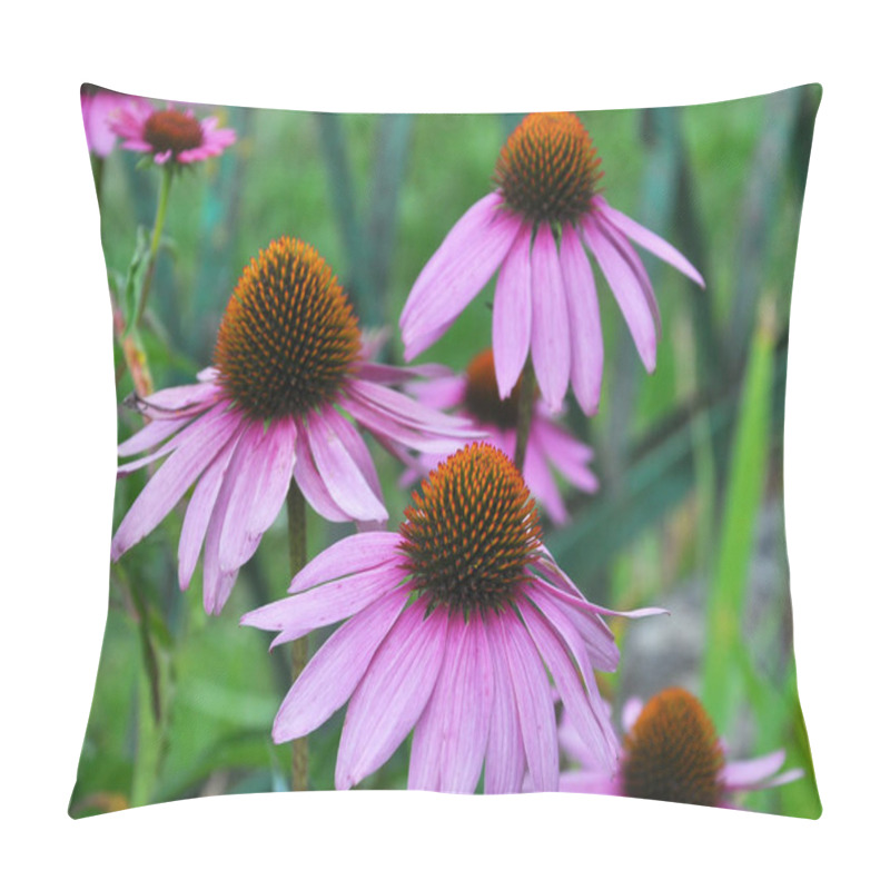 Personality  Bloom In Nature Perennial Plant From The Family Of Aster Echinacea Purpure Pillow Covers