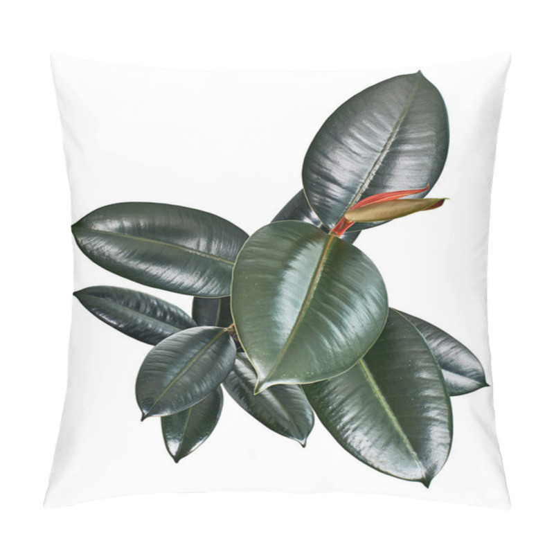 Personality  Ficus Elastica Burgundy Leaves, Burgundy Rubber Tree, Isolated On White Background With Clipping Path Pillow Covers