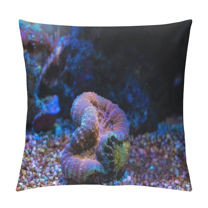 Personality  LPS Lobed Cactus Coral, Polyp Head Closed In Stress, Laminar Wave Flow, Live Rock Ecosystem, Fluorescent Demanding Pet, Professional Aquarist Care, LED Blue Low Light, Nano Reef Marine Aquarium Pillow Covers