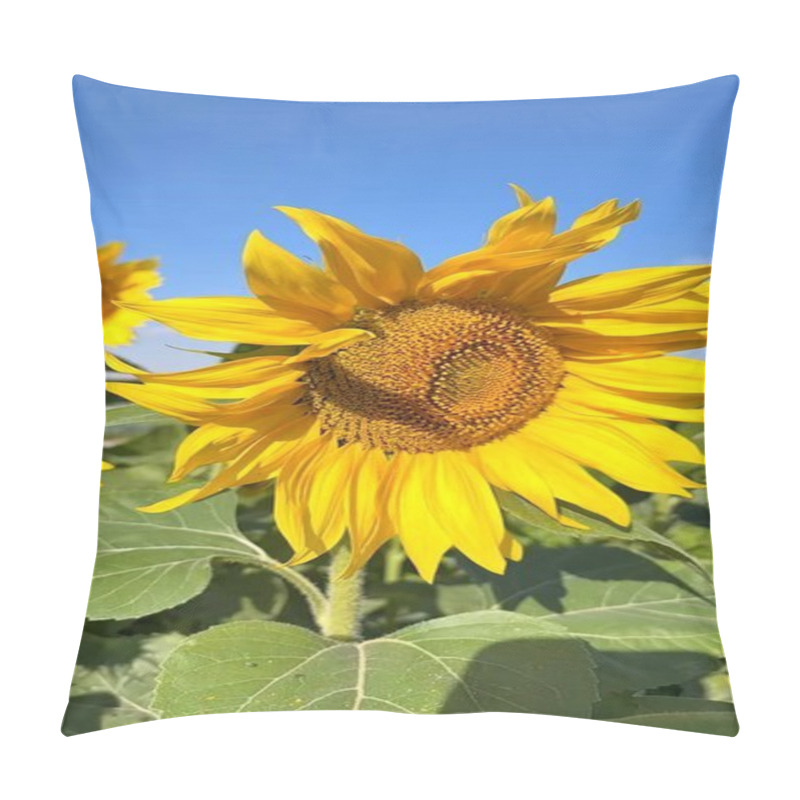 Personality  Vertical Screen :Sunflower Fields Radiate Warmth Across Biofarm, Enriching Local Ecosystem. Tall Sunflower Stalks Create Dynamic BioFarm Habitat, Preserving Flourishing Ecosystem.  Pillow Covers