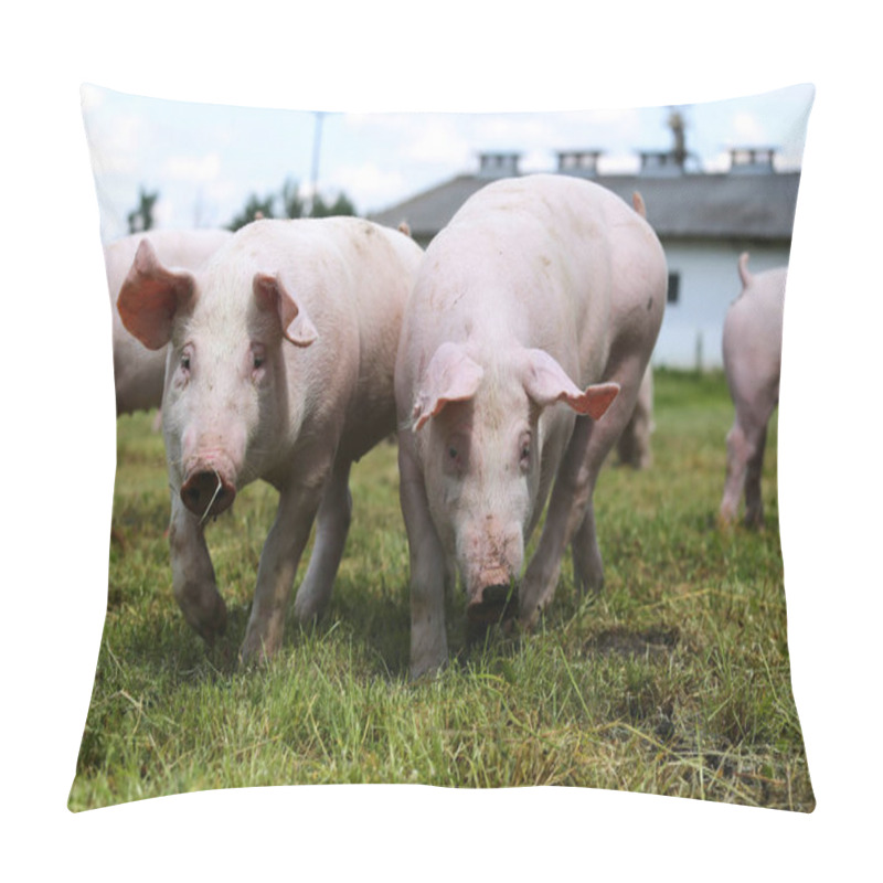 Personality  Close Up Portrait Of Two Piglet On The Meadow  Pillow Covers