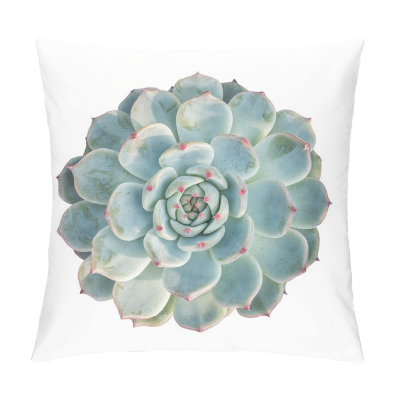 Personality   Shot Of Miniature Succulent Plants Pillow Covers