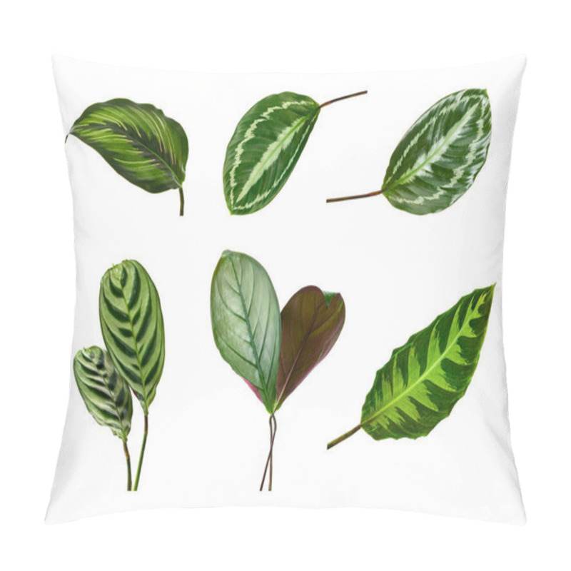 Personality  Set Of Calathea Leaves, Exotic Foliage Isolated On White Background, With Clipping Path Pillow Covers