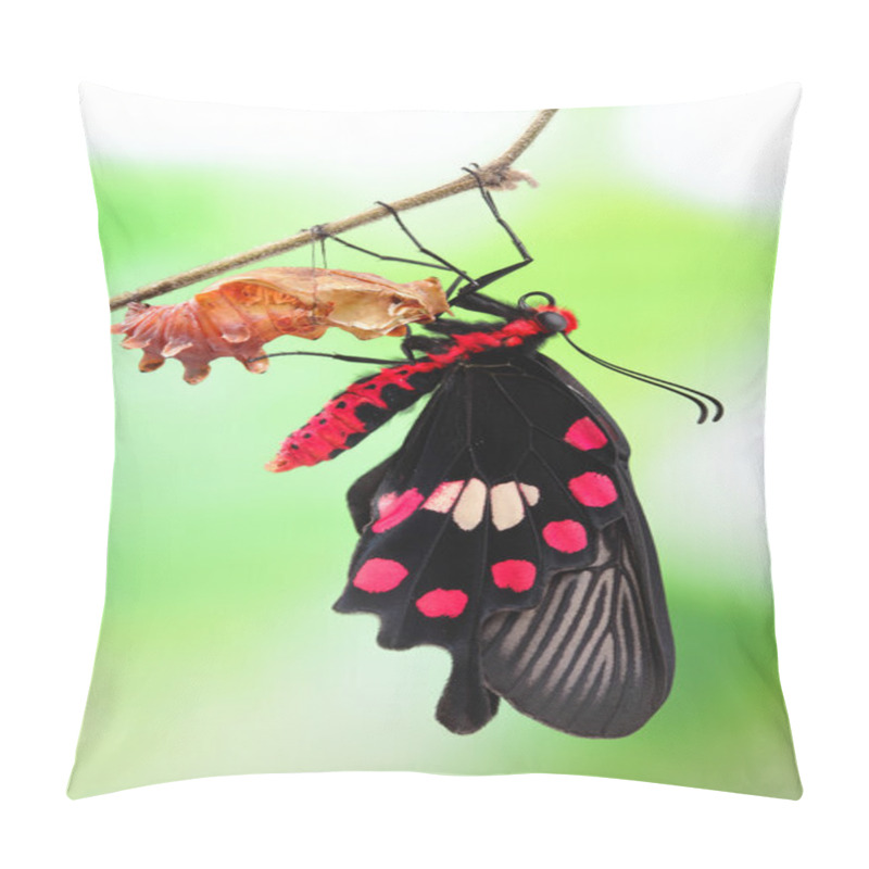 Personality  Butterfly Change Form Chrysalis Pillow Covers